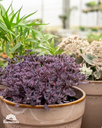 Sedum pourpre en pot avec d'autres plantes dans une serre.
